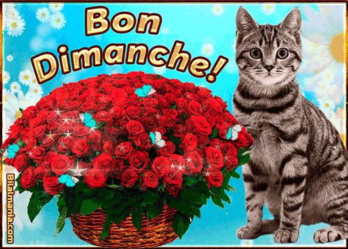 ᐅ Bonjour Bon Dimanche Gif Image Gif Bon Dimanche