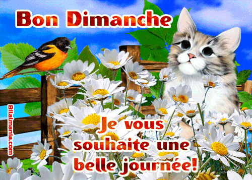 ᐅ Bonjour Bon Dimanche Gif Image Gif Bon Dimanche Gratuit