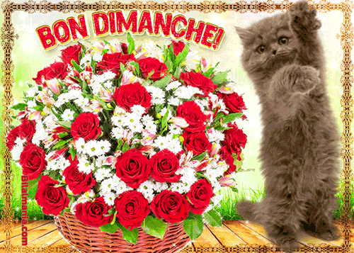 ᐅ Bonjour Bon Dimanche Gif Image Gif Bon Dimanche Humour