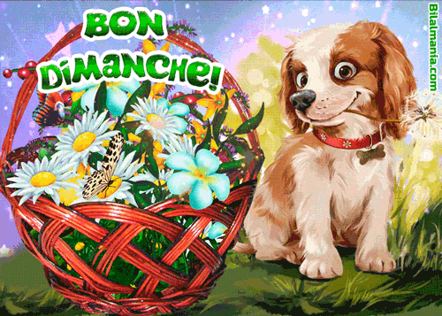 ᐅ Bonjour Bon Dimanche Gif Image Bon Dimanche Gif