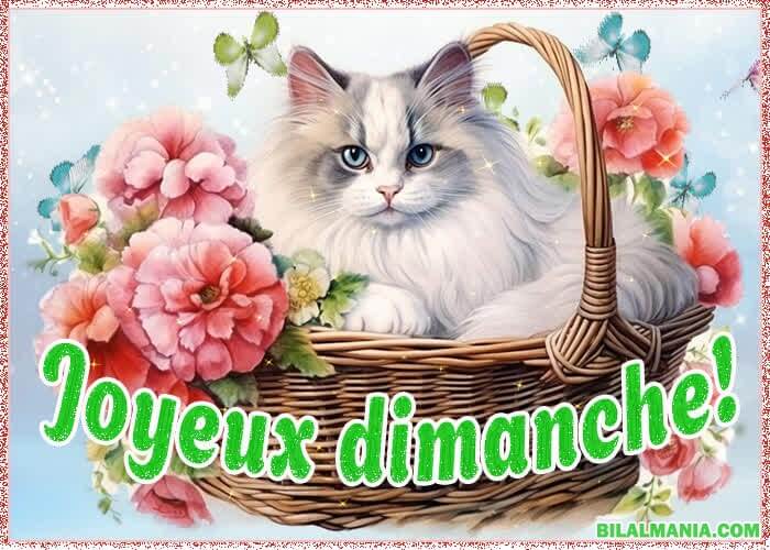 ᐅ Bonjour Bon Dimanche Gif Image Bon Dimanche Image