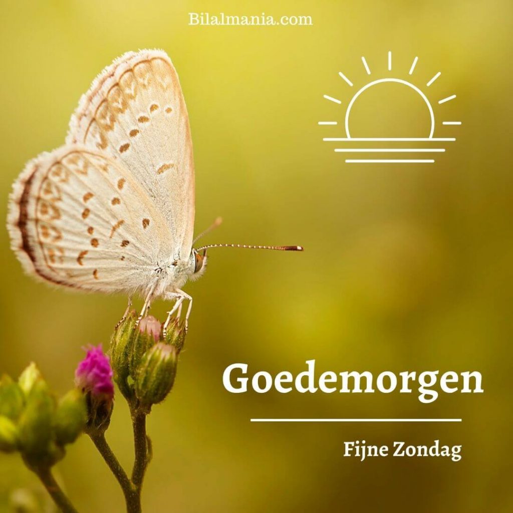 Fijne Zondag Winter