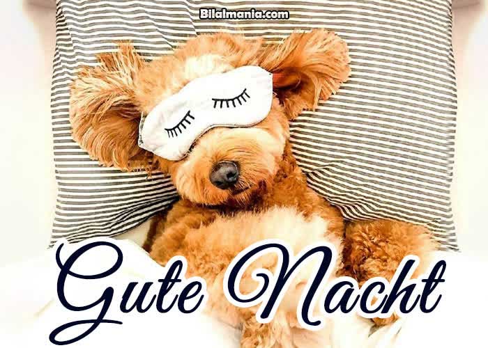 🔥70+ Guten Abend Gute Nacht Bilder Für Whatsapp Lustige Guten Abend Gute Nacht Bilder Kostenlos