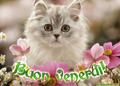 🔥 50+ Buongiorno Buon Venerdì Gif Immagini Gratis Immagini Buon Venerdì nuove 2024