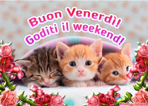 🔥 50+ Buongiorno Buon Venerdì Gif Immagini Gratis Immagini Buon Venerdì
