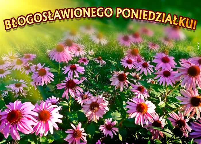 coś miłego na poniedziałek
