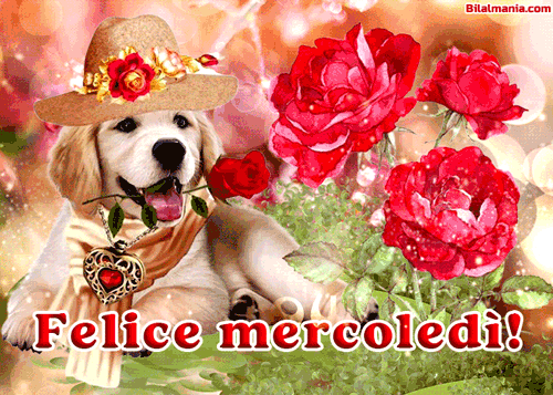 🔥50+ Buongiorno Buon Mercoledì Gif Immagini Gratis Buon Mercoledì Gif Divertenti