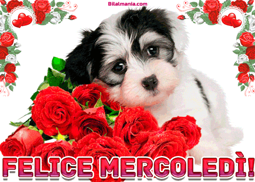 🔥50+ Buongiorno Buon Mercoledì Gif Immagini Gratis Buon Mercoledì Gif Animate Nuove