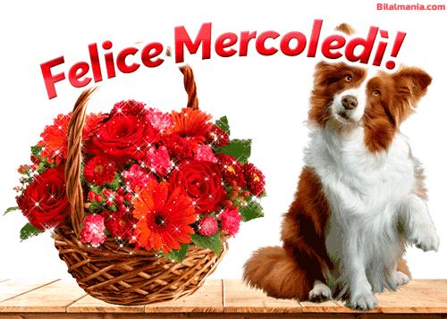 🔥50+ Buongiorno Buon Mercoledì Gif Immagini Gratis Buon Mercoledì Gif Divertenti