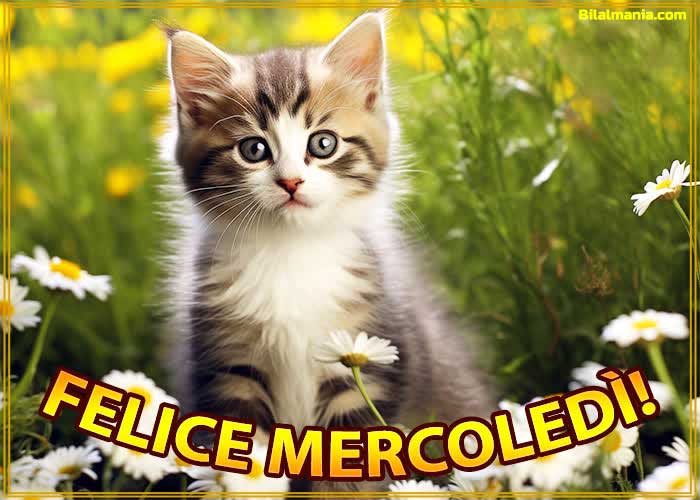 🔥50+ Buongiorno Buon Mercoledì Gif Immagini Gratis Immagini Buon Mercoledì