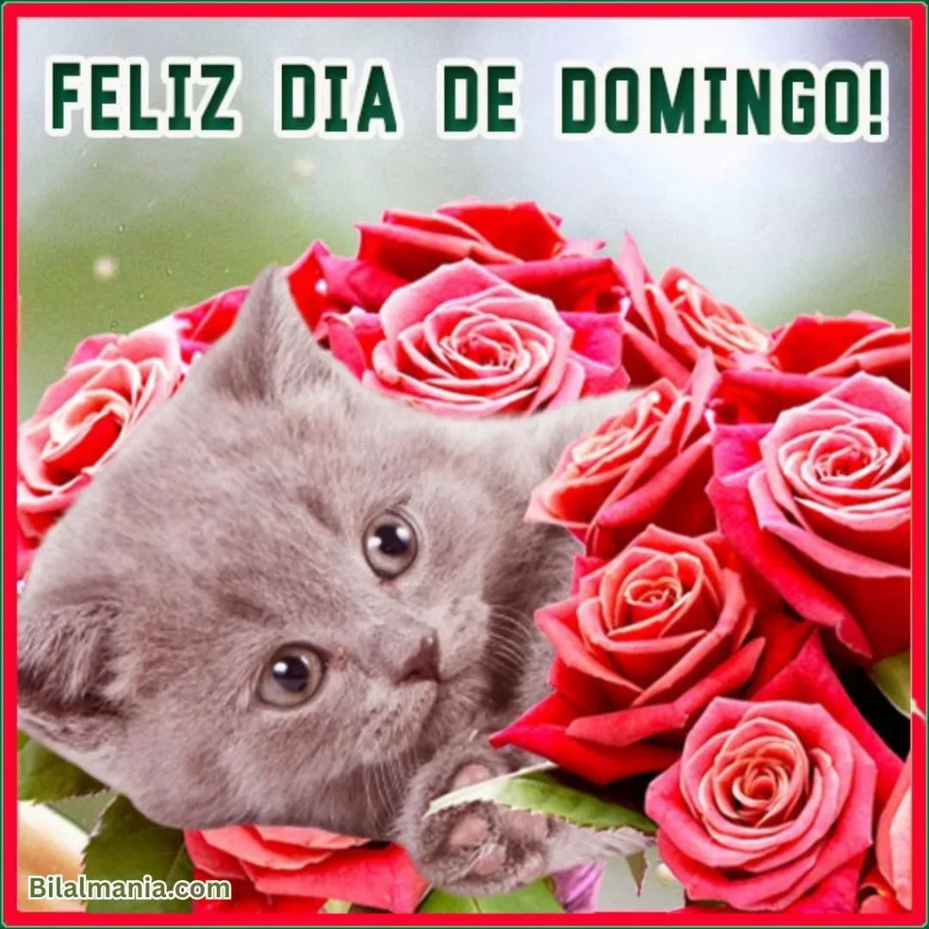 🔥 50+ Bom Dia Feliz Domingo com Imagens Lindas mensagem de bom dia feliz domingo